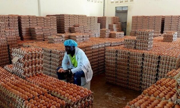 ICBH Opens Egg Picker Job Vacancies Across South Africa – Apply Now Before Closing Date