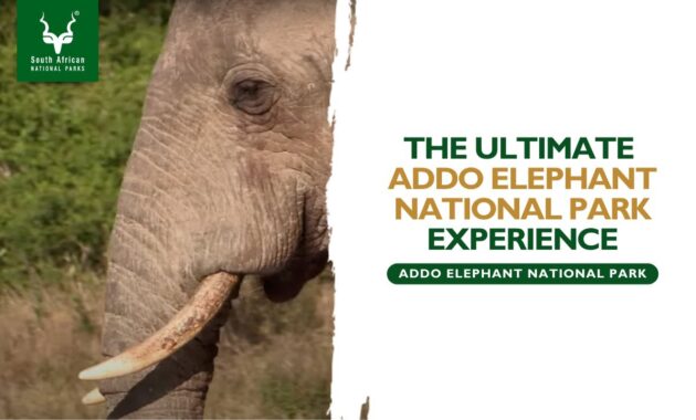 Addo Elephant National Park