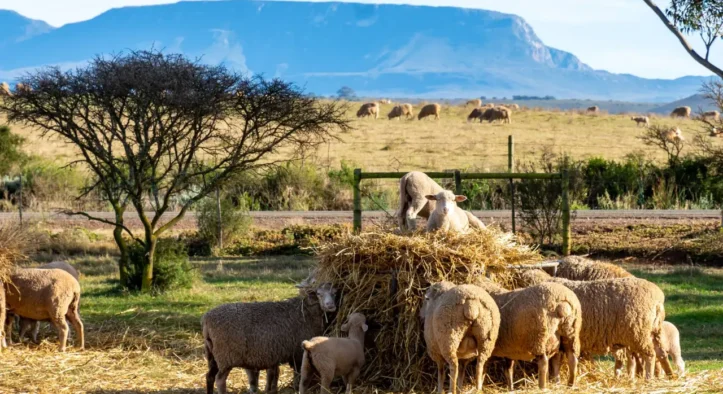 Busy Feed Factory Jobs Open – SSK Is Hiring General Workers Now